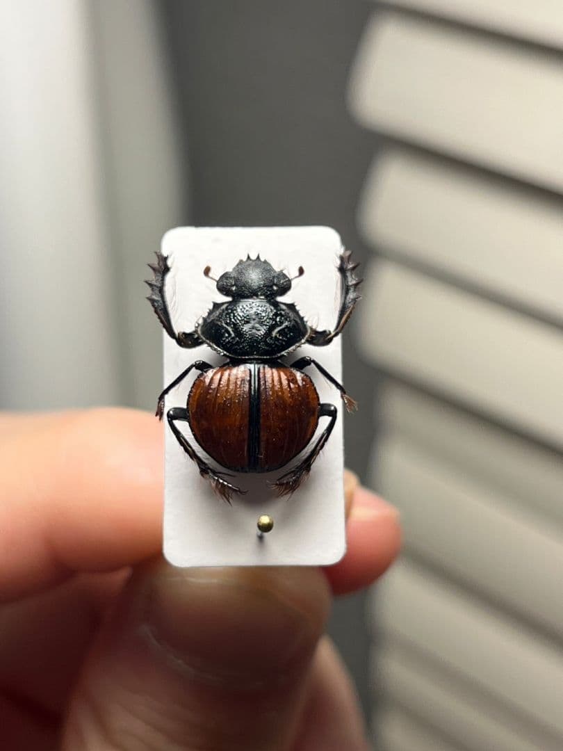 【属内入門種】Pachysoma denticollis パキソマ フンチュウ