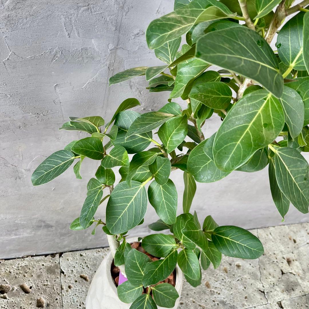 最高級樹形　大型　フィカス　ベンガレンシス　オードリー　陶器鉢　植え込み発送