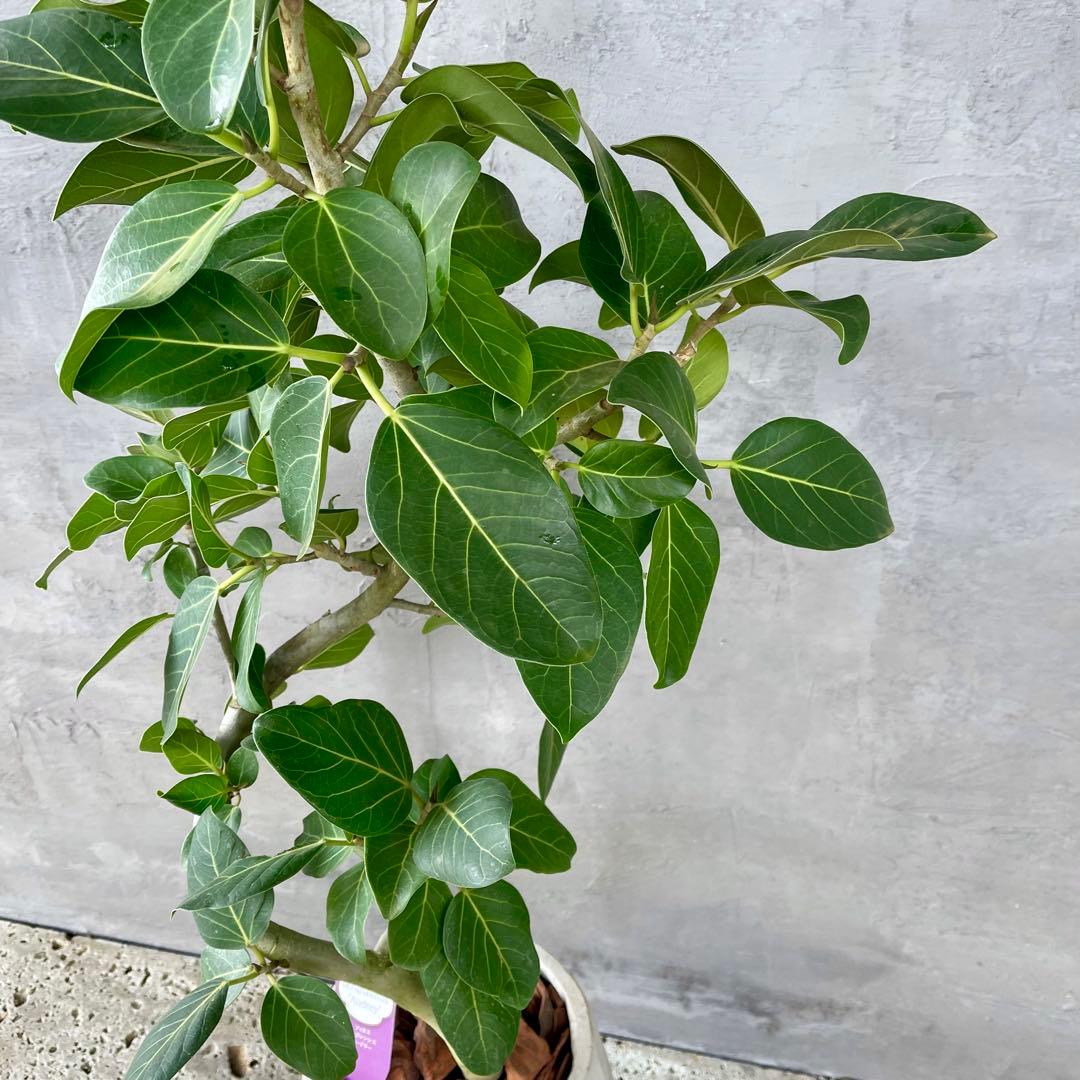 最高級樹形　大型　フィカス　ベンガレンシス　オードリー　陶器鉢　植え込み発送