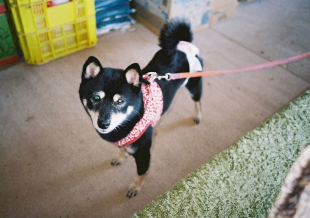 Cool Design ショップ　TIARA II