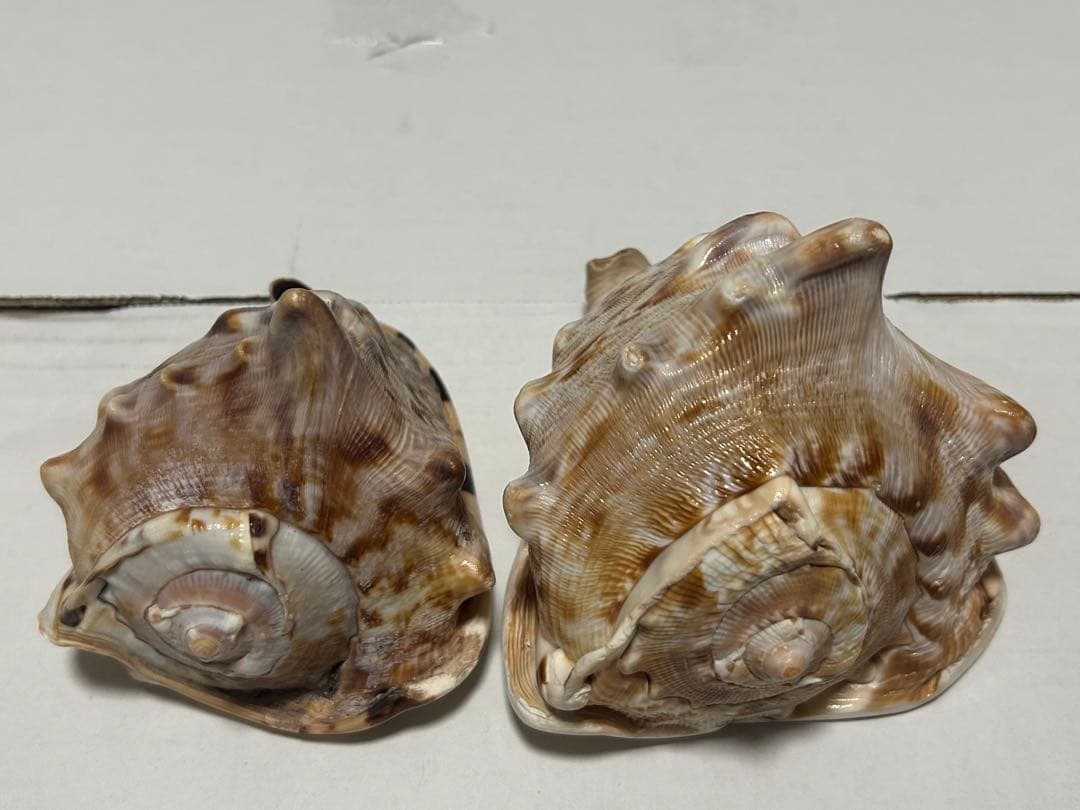 ダイオウトウカムリ　2個セット　12cm 14.8cm