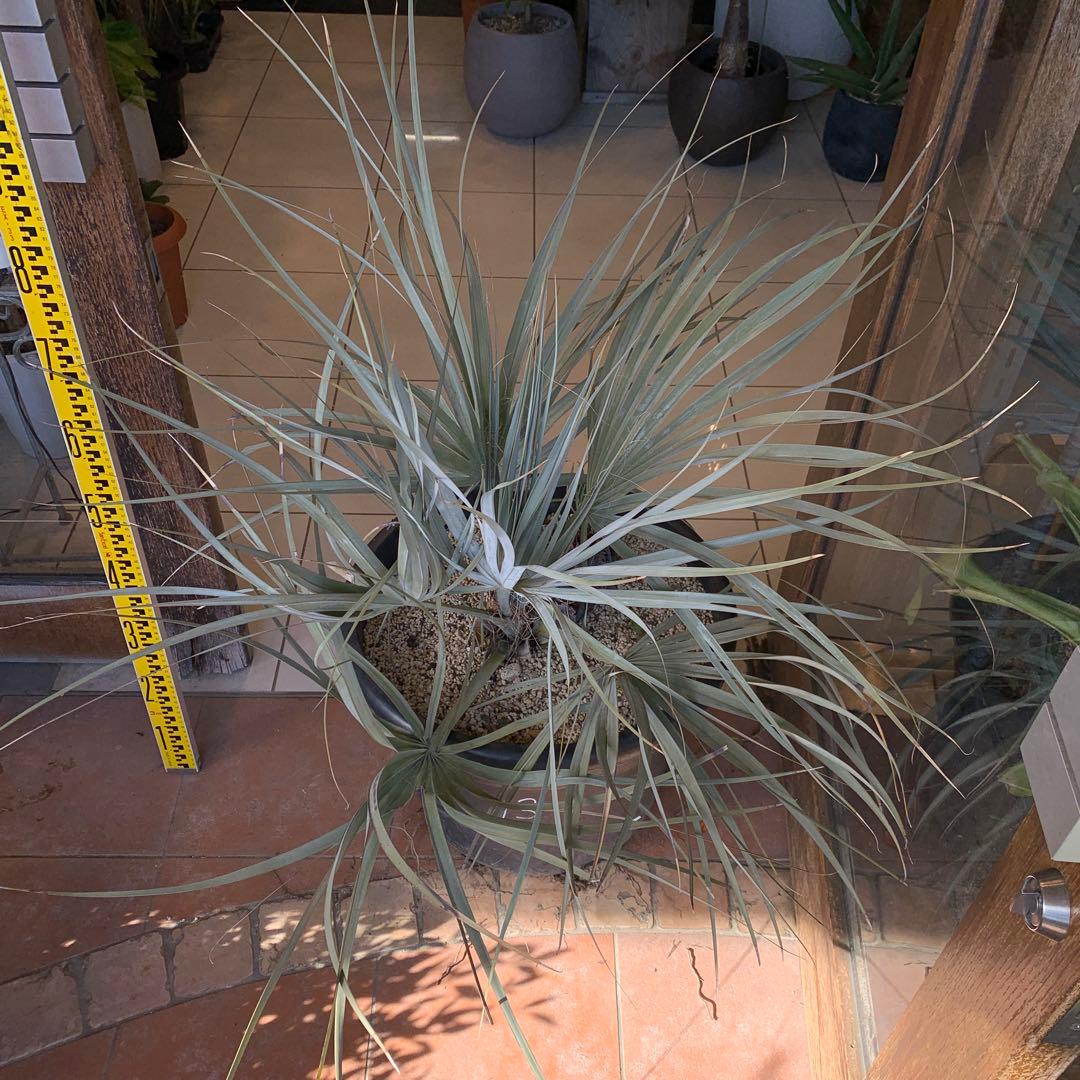 専用　ナンノロプス　リチアナシルバー