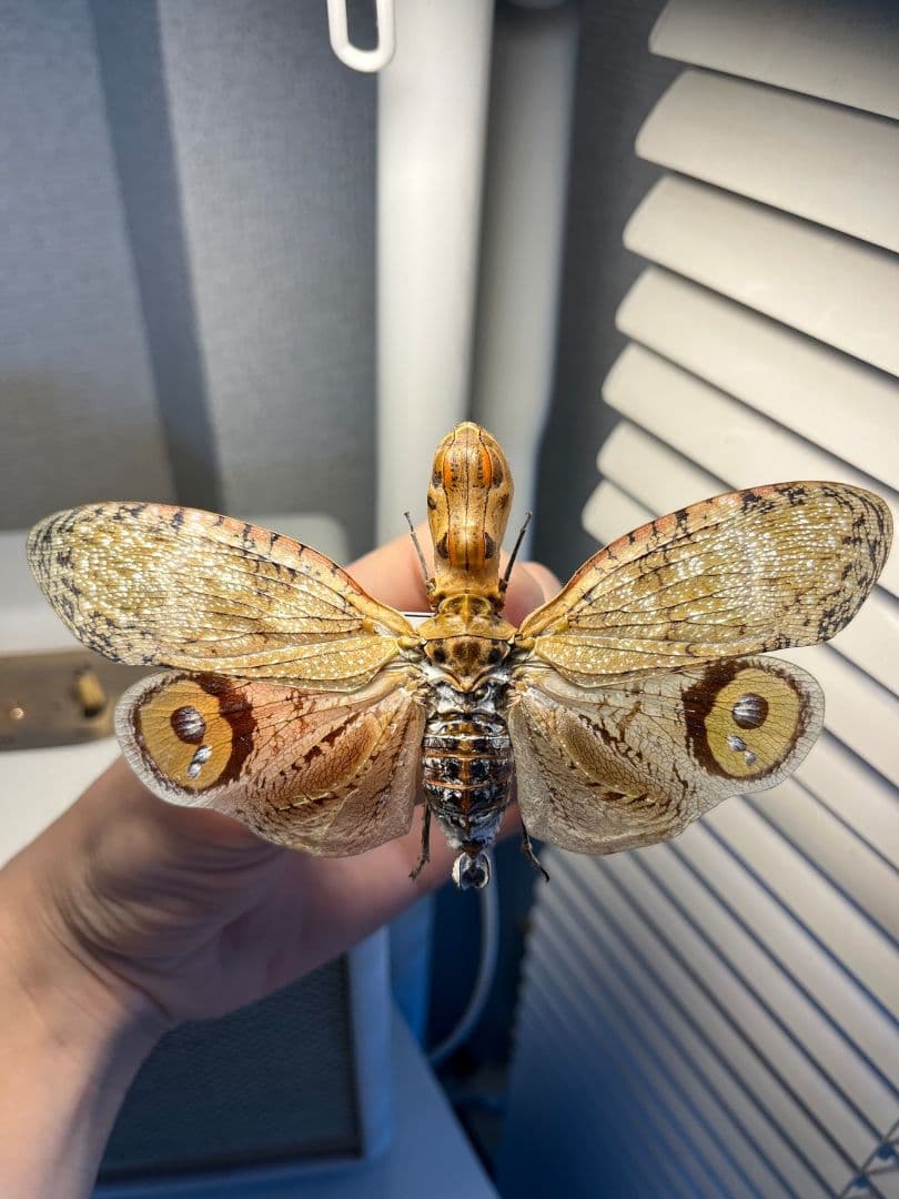 【巨大】オオテングビワハゴロモ 外国産蝶標本 標本 蝶 蛾 ヤママユオオミズアオ
