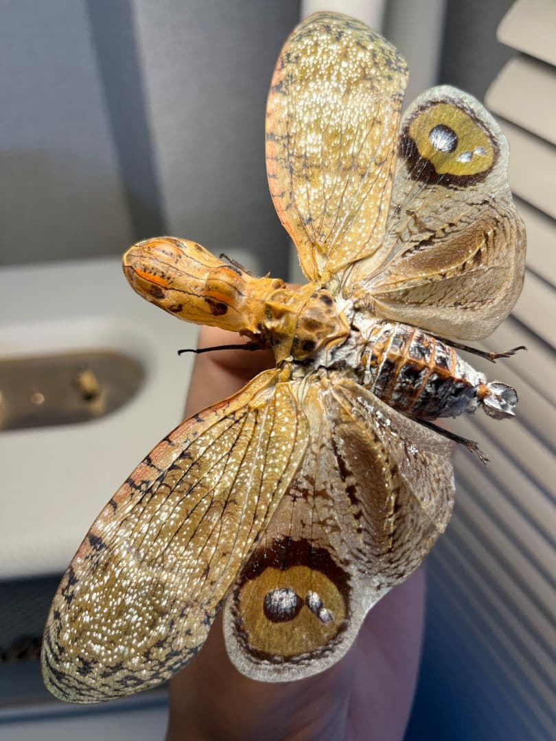 【巨大】オオテングビワハゴロモ 外国産蝶標本 標本 蝶 蛾 ヤママユオオミズアオ