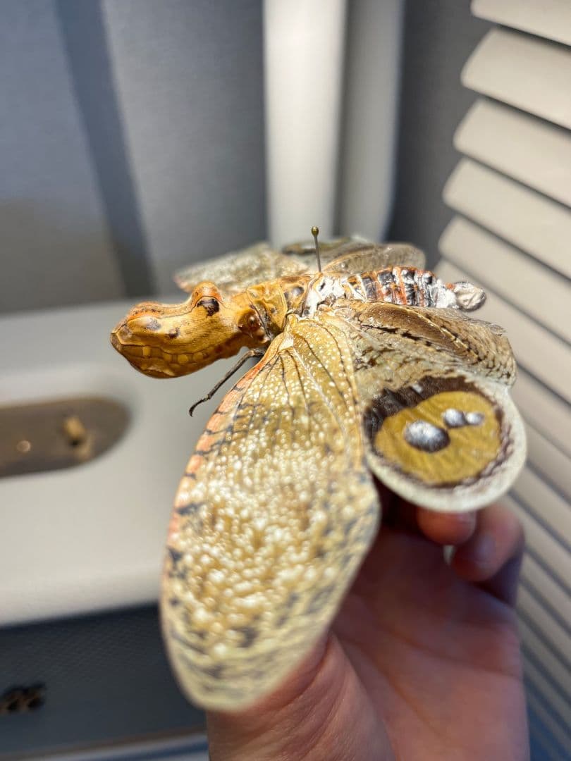 【巨大】オオテングビワハゴロモ 外国産蝶標本 標本 蝶 蛾 ヤママユオオミズアオ