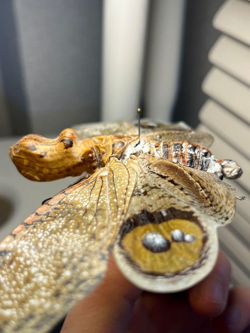 【巨大】オオテングビワハゴロモ 外国産蝶標本 標本 蝶 蛾 ヤママユオオミズアオ