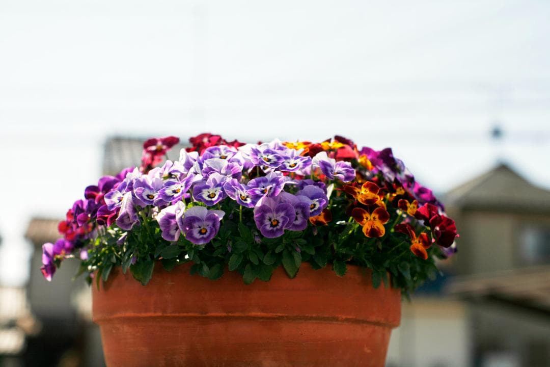 フィルムカメラ PENTAX SMC TAKUMAR f1.4 50mm M42 L75