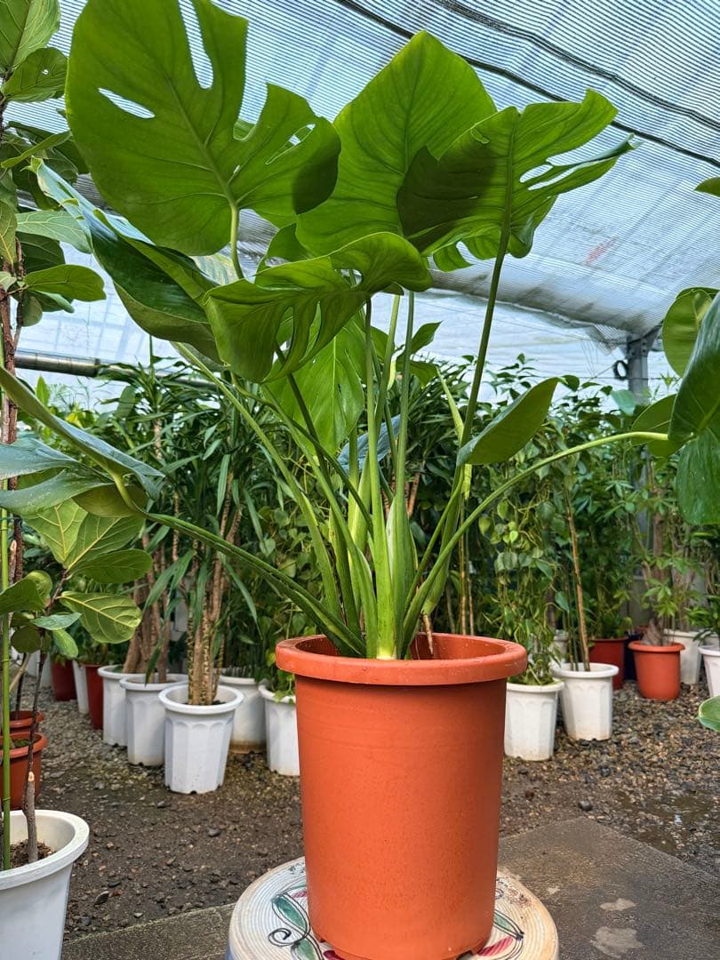 【特級品】モンステラ デリシオーサ 幹上がり 9寸 特大極上苗 鉢付き