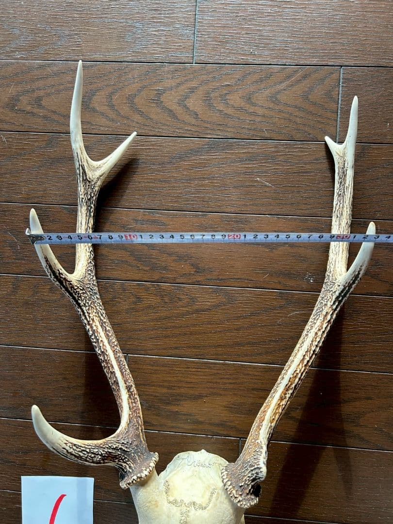 ⑥[1点もの] ハンティングトロフィー　鹿の角　頭蓋骨　日本鹿　スカル