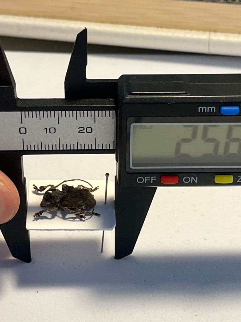 【毒刺甲虫】サソリカミキリ 昆虫標本 Onychocerus ウスバカミキリ