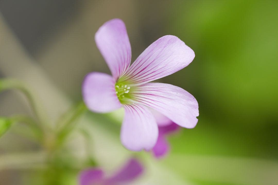 Canon EF 100mm f/2.8 マクロレンズ