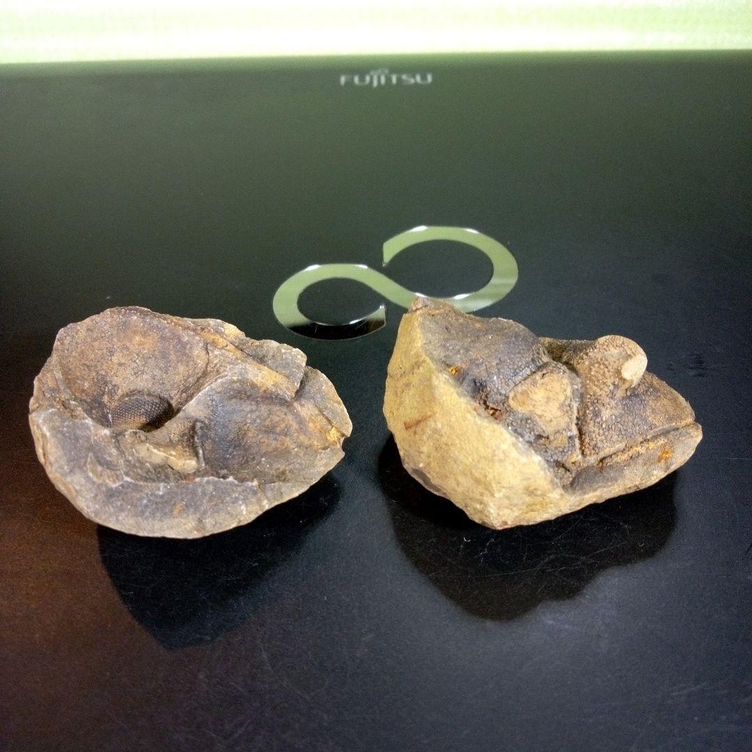 三葉虫　化石　fossil　海　ボリビア産　trilobite　レア　化石№⑩