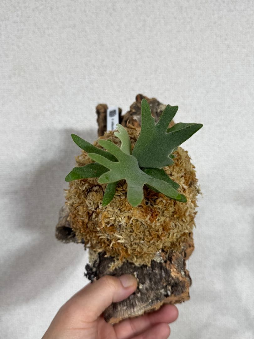 P. willinckii 'OMG'spore コルク　ビカクシダ