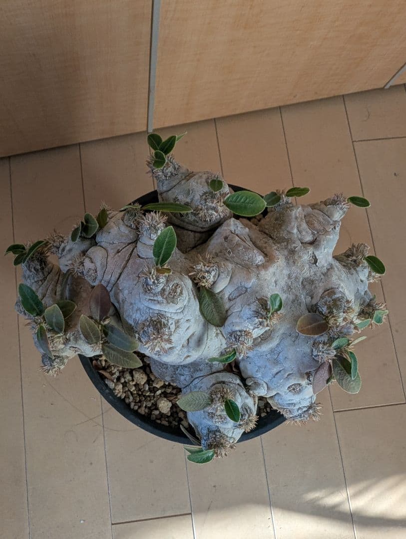 パキポディウム　恵比寿笑大株