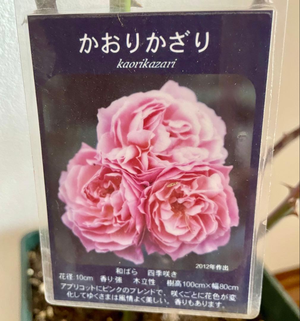 ✴️ 和バラ ✴️ かおりかざり ✴️