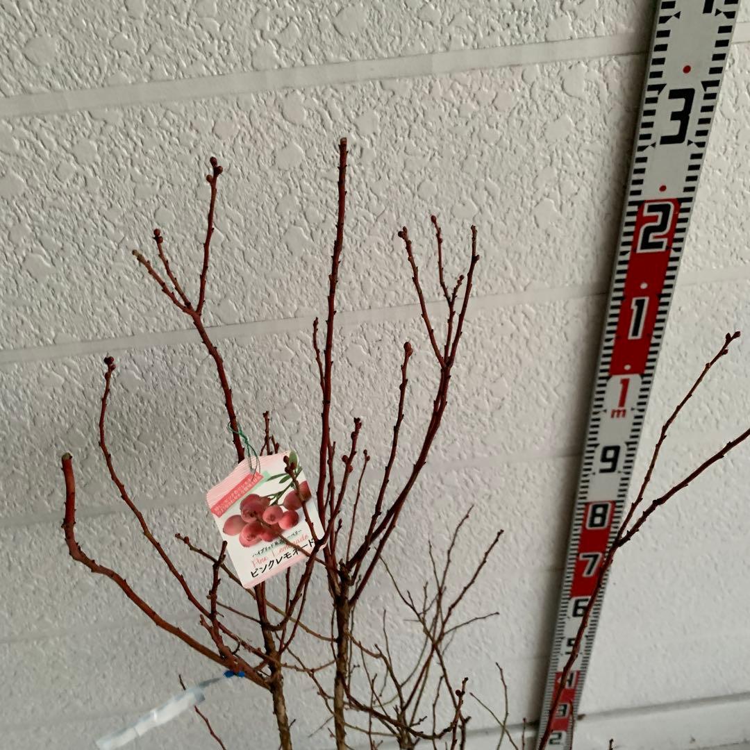 ピンクの実　ブルーベリー　ピンクレモネード　苗木/果樹苗/果物　89