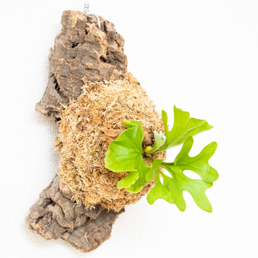 ビカクシダ　リドレイ　ドワーフ　コルク付けb