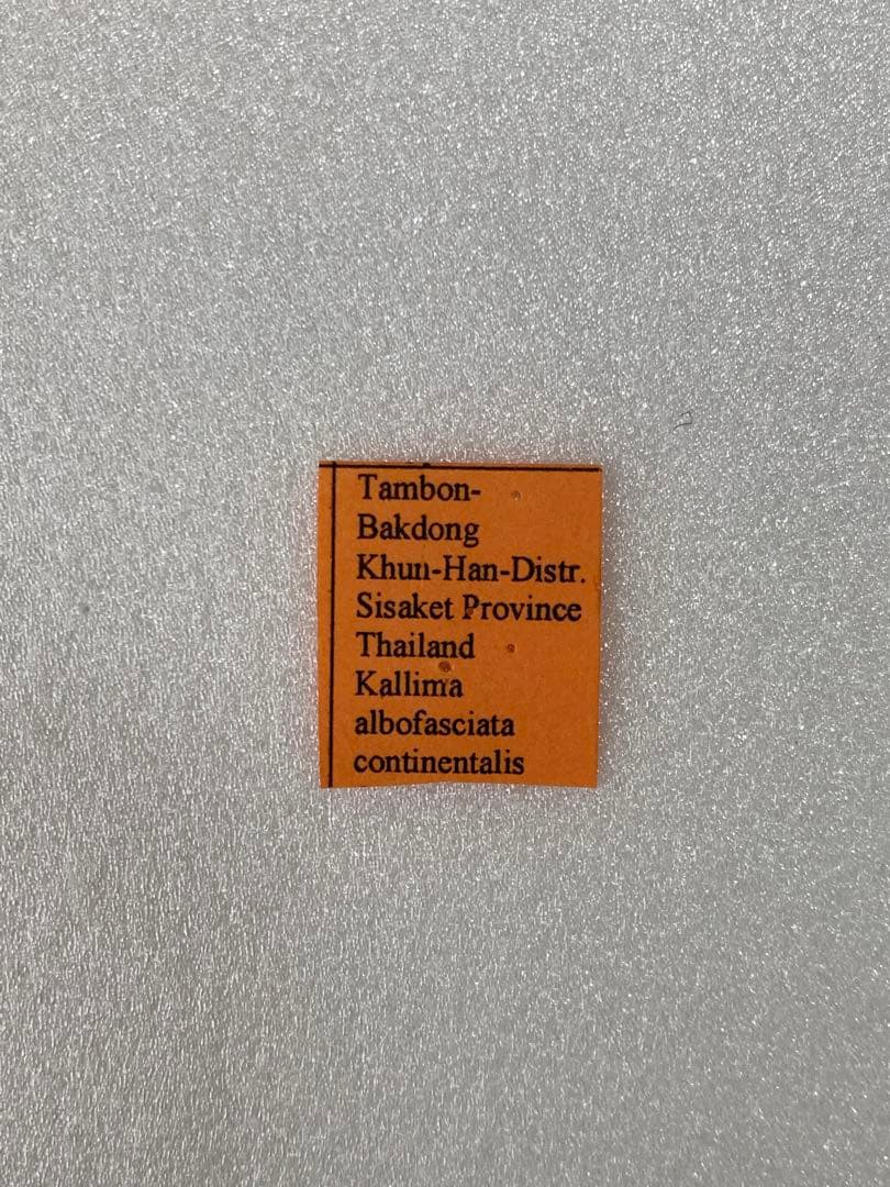 【珍品 現品限り】パラタイプ・コノハチョウ（1オス・タイ産）