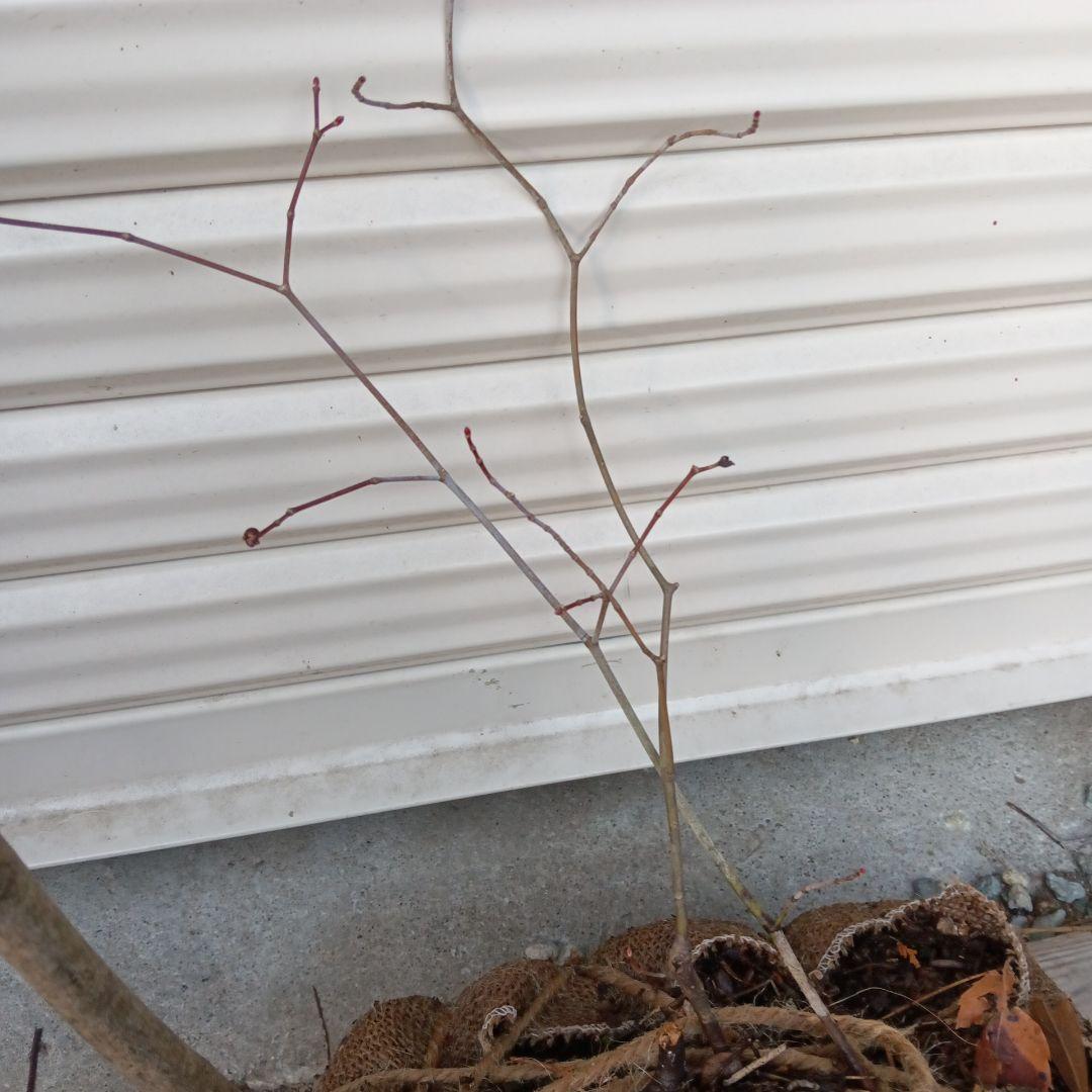 コハウチワカエデ　山採り