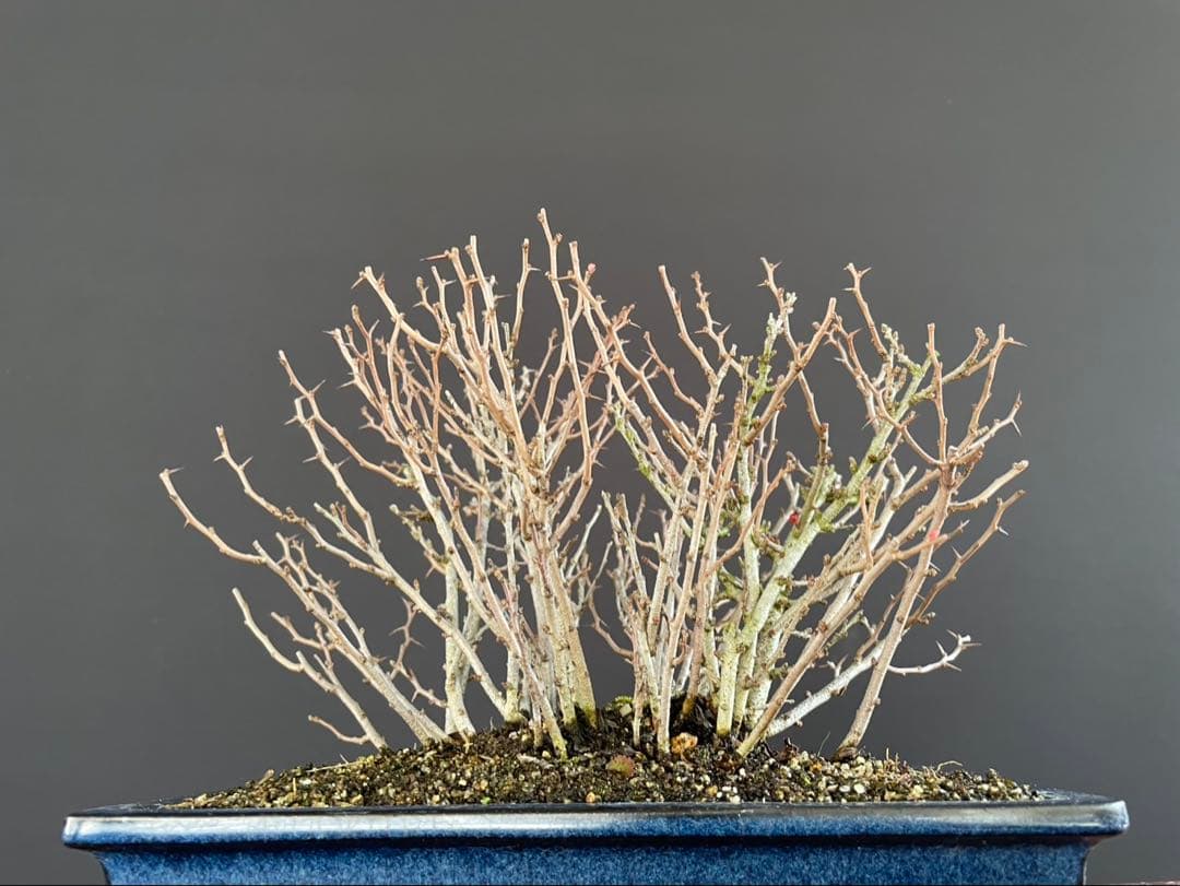 白木盆栽園　赤花　長寿梅　盆栽　樹高19センチ　楓カエデ紅葉モミジ欅花物観葉植物