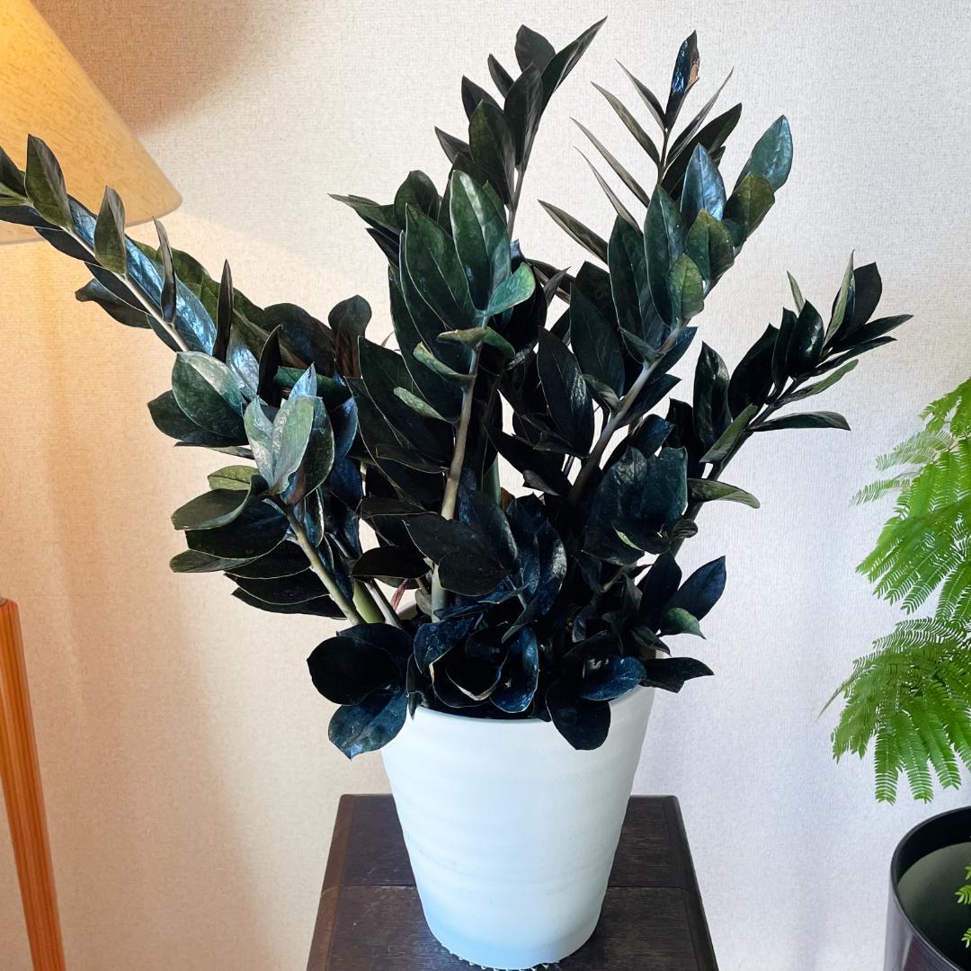 【超希少！このボリュームは出回らないです】ザミオクルカス レイブン