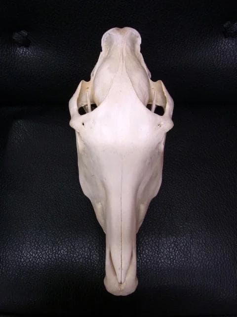 アフリカ便！サバンナシマウマ 頭骨