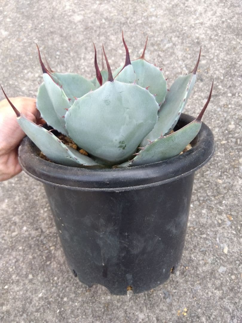 アガベ　トランカータ　丸葉❗22センチ❗　は