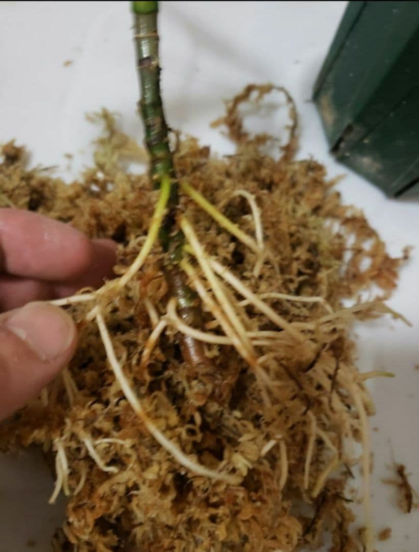 その他観葉植物 Aglaonema pictum