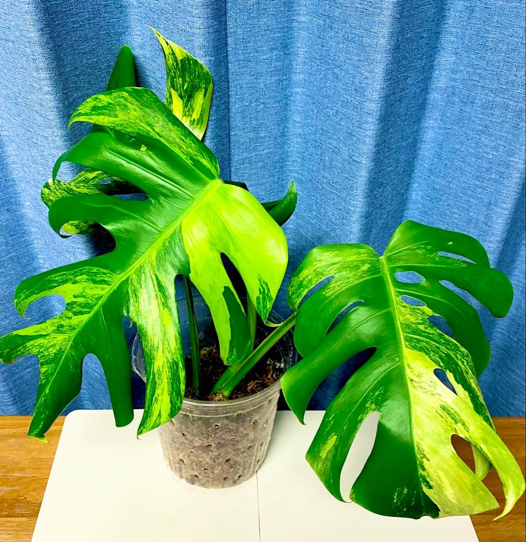 大葉3枚葉　モンステラ　セブブルーミント　イエローマリリン　鉢のまま発送　班入り