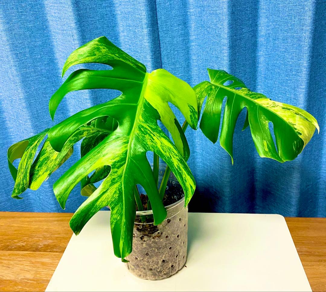 大葉3枚葉　モンステラ　セブブルーミント　イエローマリリン　鉢のまま発送　班入り