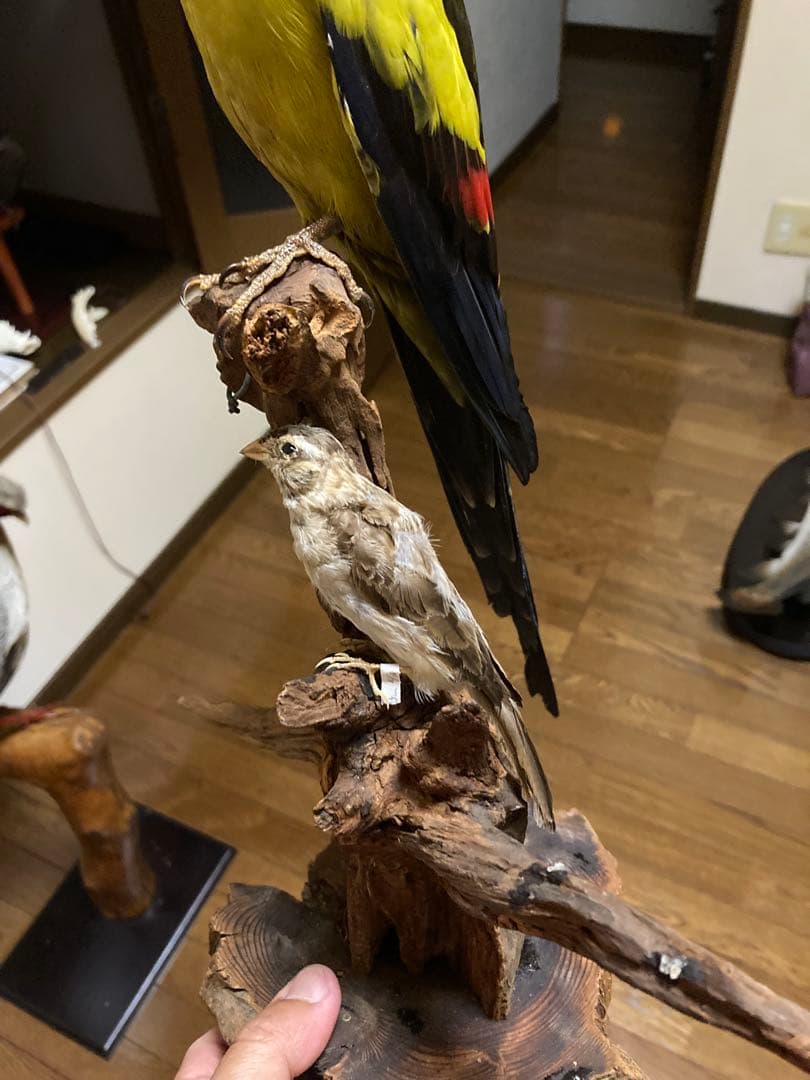 オグロインコの剥製