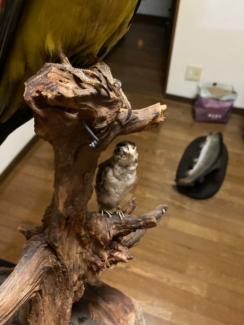 オグロインコの剥製