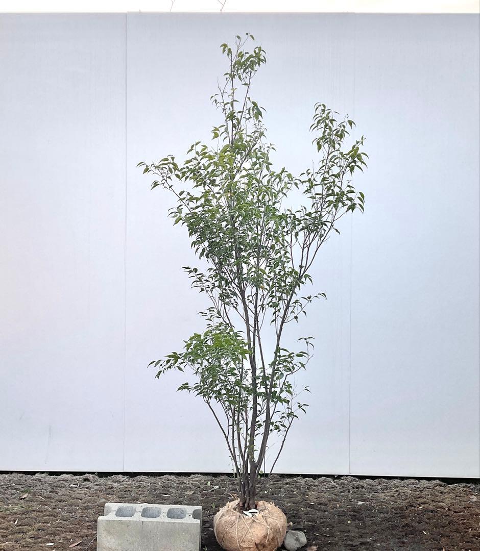 山採り　ハイノキ/ 1039