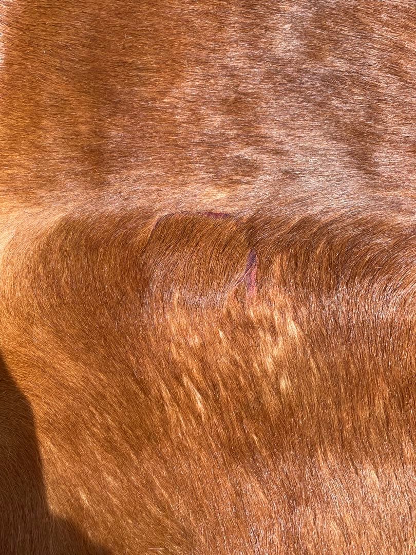 天然牛革ラグ 約210cm x 約195cm/本革大判本物/大きめカウラグ