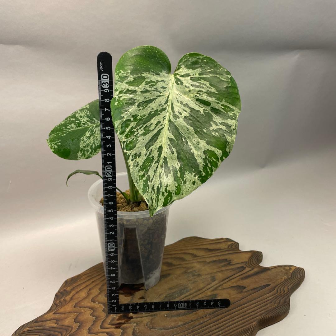 ワ*ャ様 lsw679品種保証！Bulbasaurモンステラ・フシギダネ　斑入り