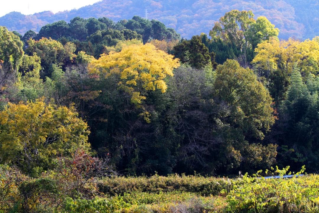 【美品】 Canon EF 70-200mm f/4L IS USM