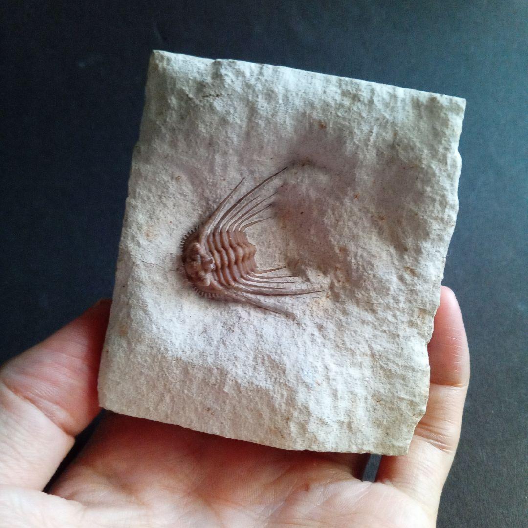 三葉虫　USA　ケトネラスピス　極美　希少