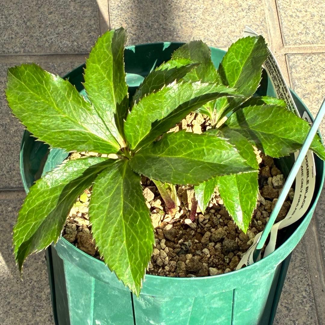 バ*カ様 ☘️タグ付き☘️3348⭐️Ashwood⭐️⭐️DD BLACK ⭐