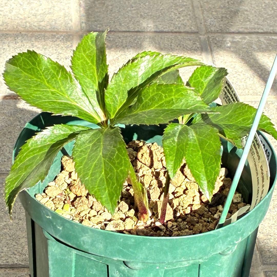 バ*カ様 ☘️タグ付き☘️3348⭐️Ashwood⭐️⭐️DD BLACK ⭐