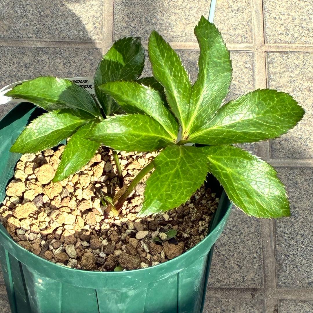 バ*カ様 ☘️タグ付き☘️3348⭐️Ashwood⭐️⭐️DD BLACK ⭐