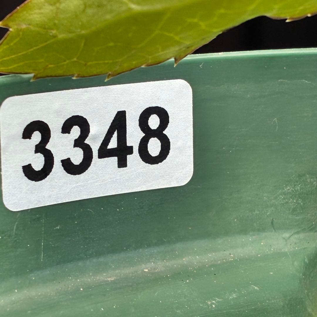 バ*カ様 ☘️タグ付き☘️3348⭐️Ashwood⭐️⭐️DD BLACK ⭐