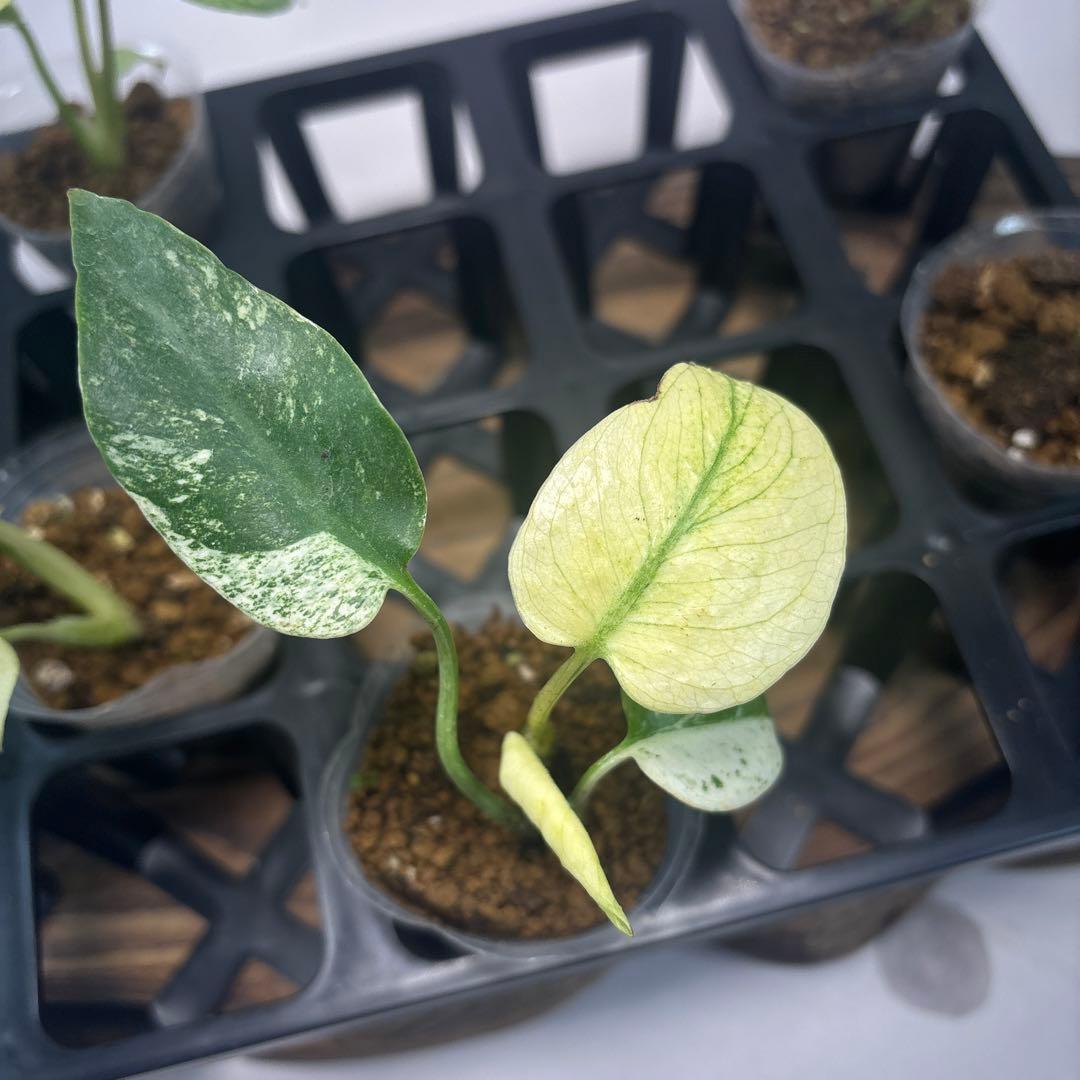 あ*ー様 5株セットms96【特別選抜】ホワイトモンスター／天津蘭 モンステラ斑