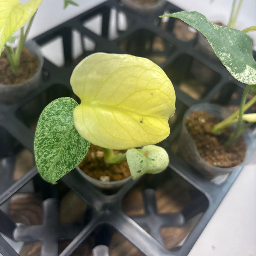 あ*ー様 5株セットms96【特別選抜】ホワイトモンスター／天津蘭 モンステラ斑