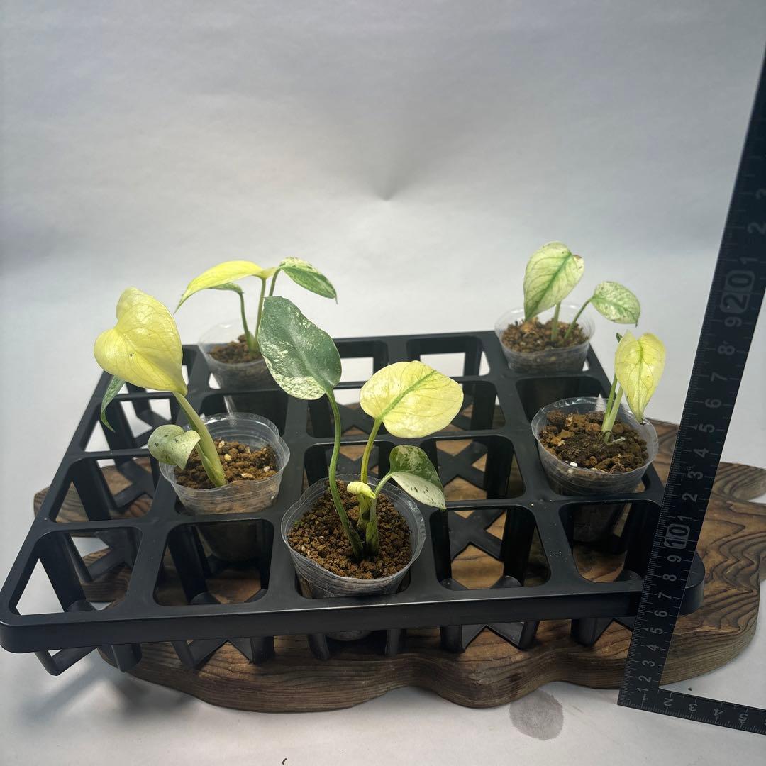 あ*ー様 5株セットms96【特別選抜】ホワイトモンスター／天津蘭 モンステラ斑