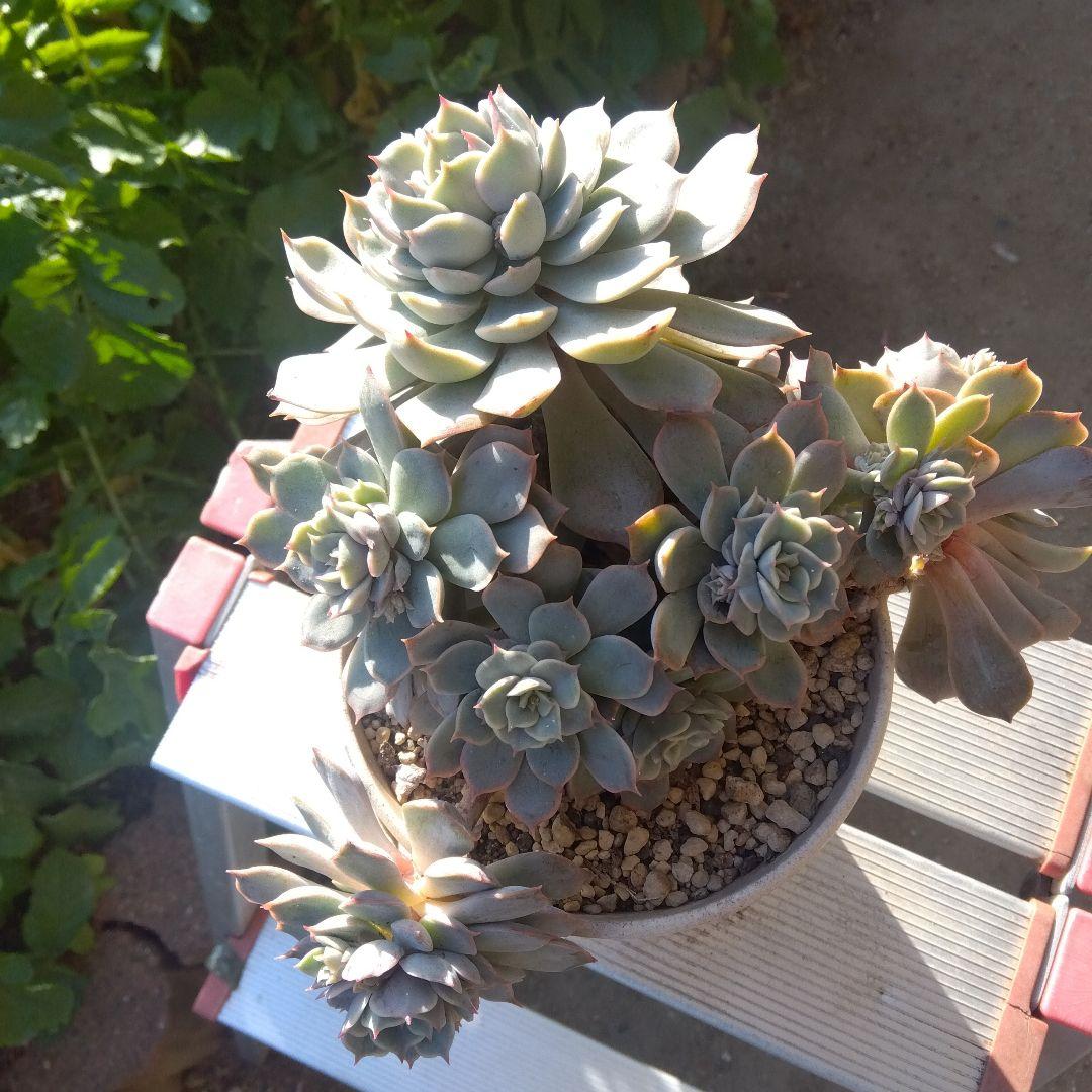 アサ様 リクエスト 5点 まとめ商品