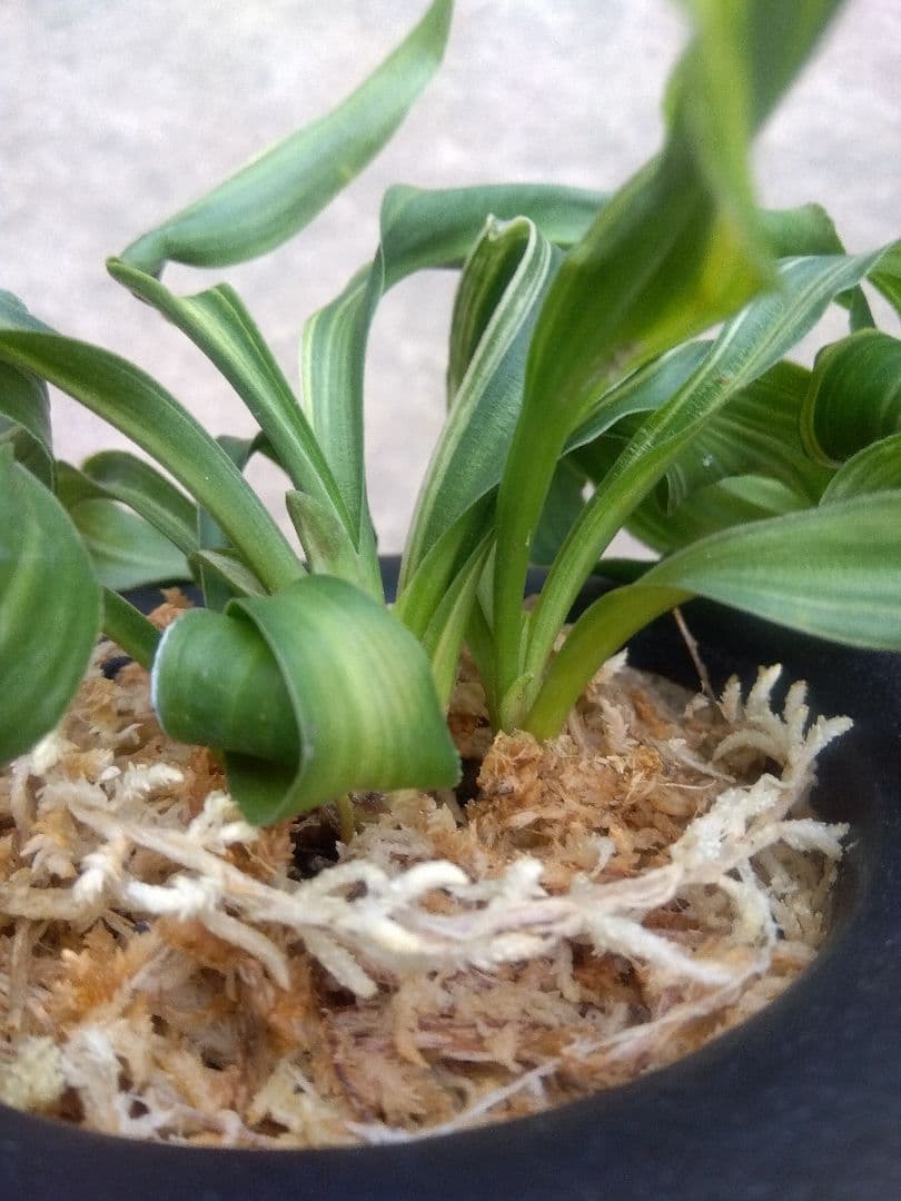 pao.　万年青　おもと　獅子　縞斑　4号陶器鉢つき　3株群生❗　ら