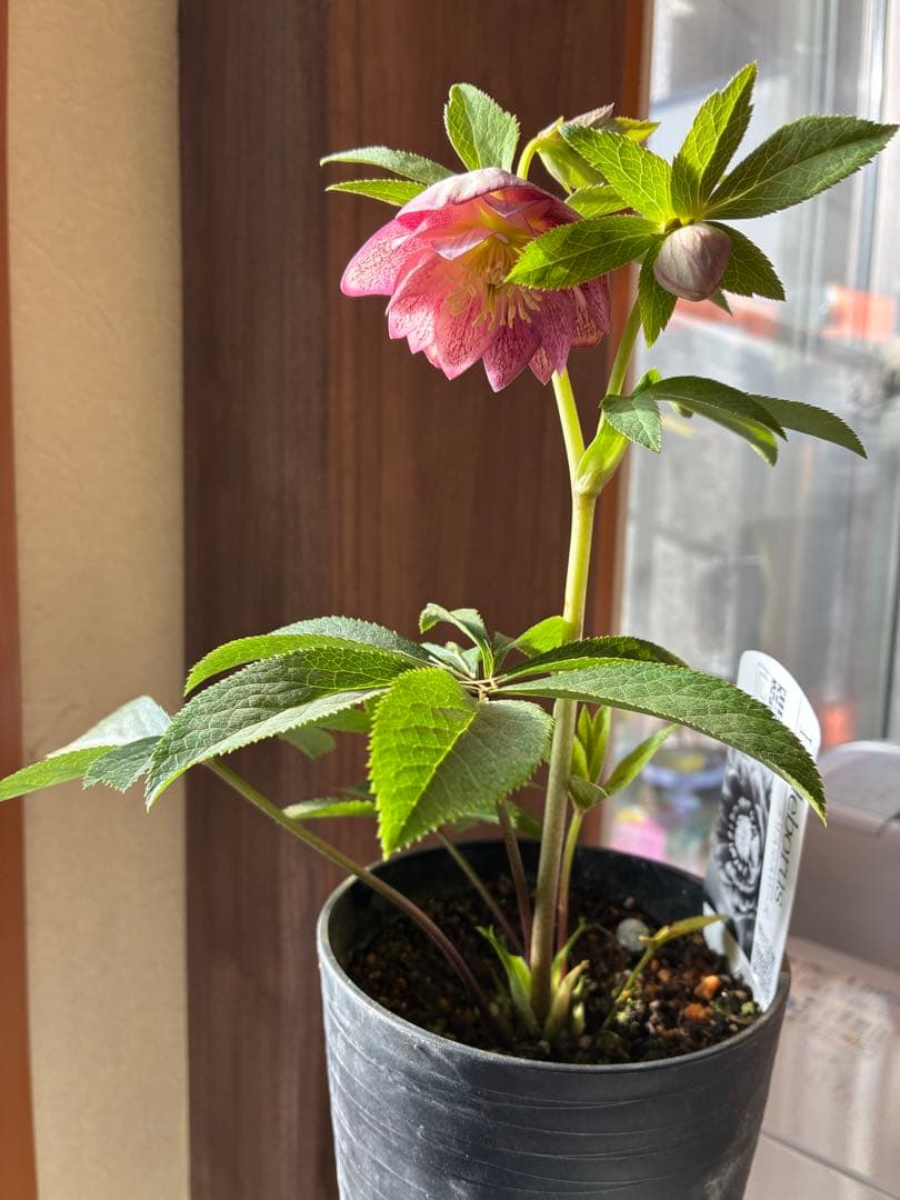 ♡広瀬園芸♡ ミストベイン