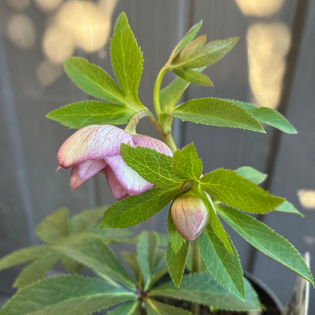 ♡広瀬園芸♡ ミストベイン