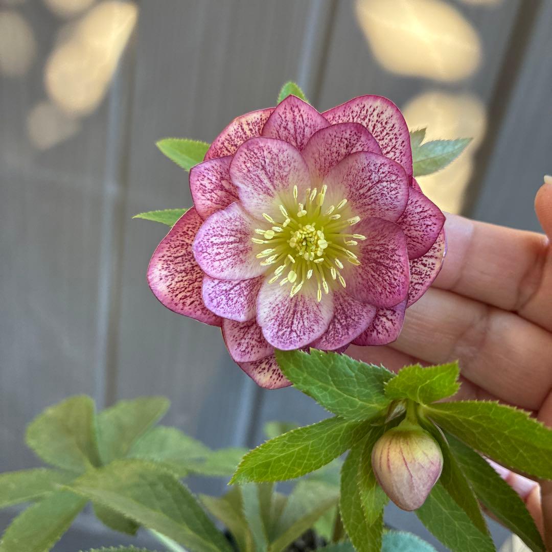 ♡広瀬園芸♡ ミストベイン