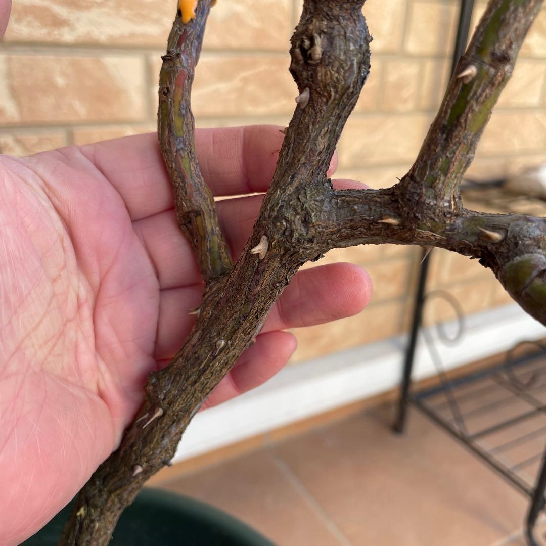 【ロアルドダール】　イングリッシュローズ　苗